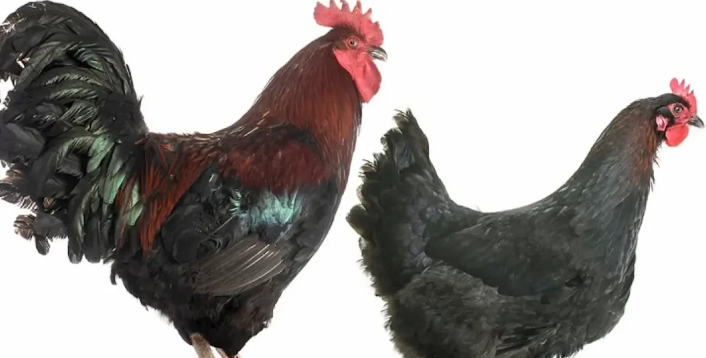 Mystic Marans Chicken Overview