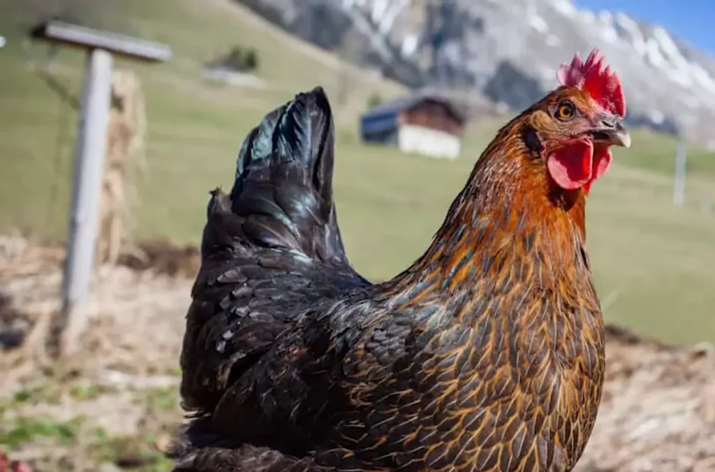 Origin and History of Mystic Marans Chicken