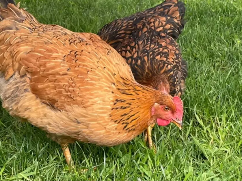 History of the Dixie Rainbow Chicken