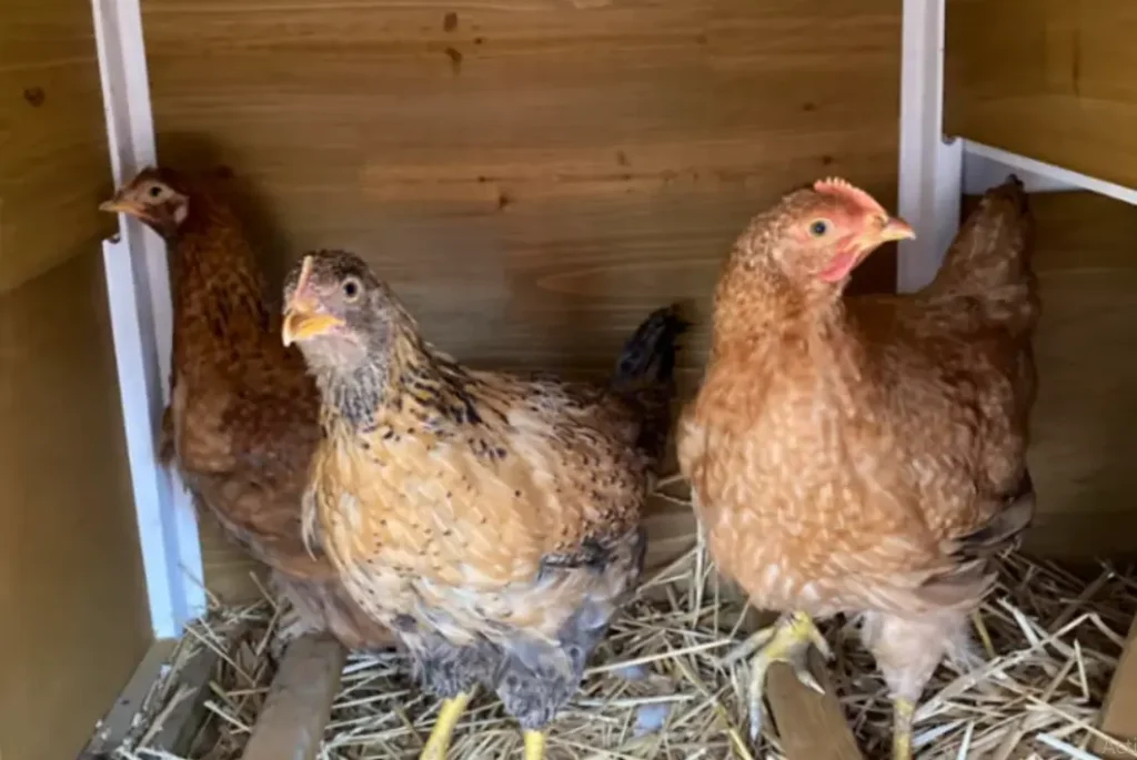 Pros and Cons of the Dixie Rainbow Chicken