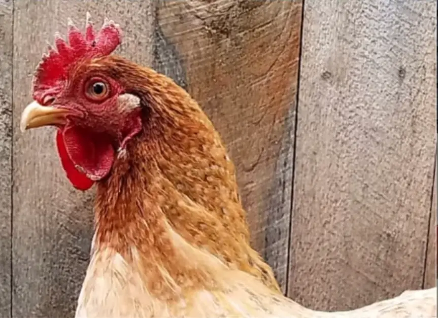 Caring for a Dixie Rainbow Chicken