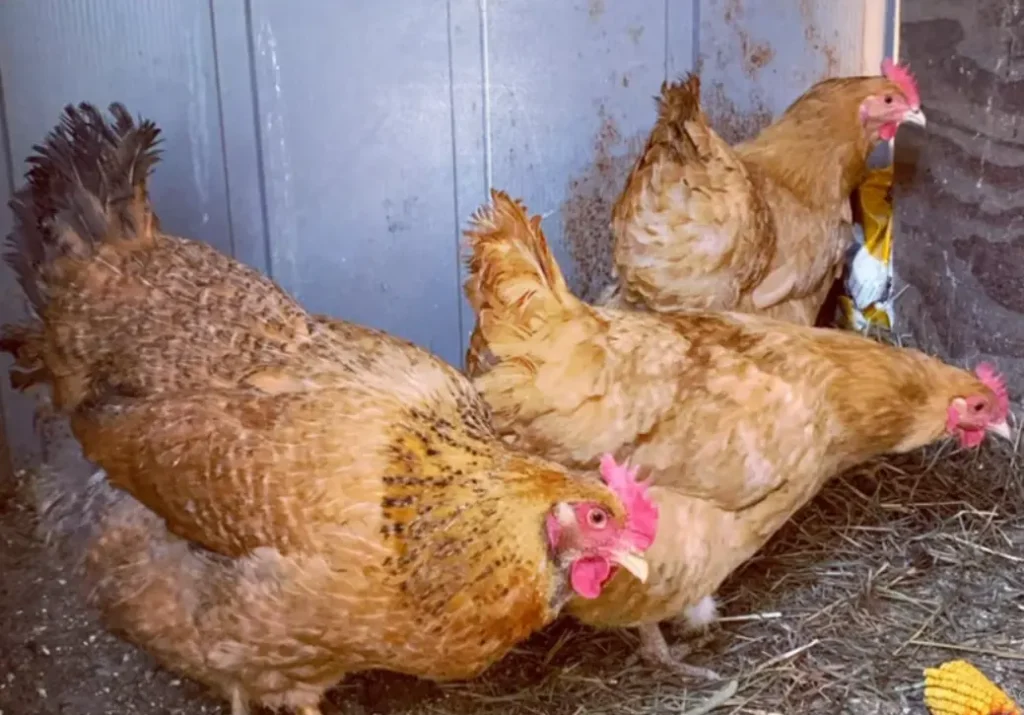 Dixie Rainbow Chicken Temperament and Behavior