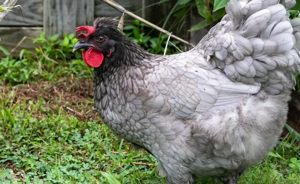 Rhode Island Blue Chicken