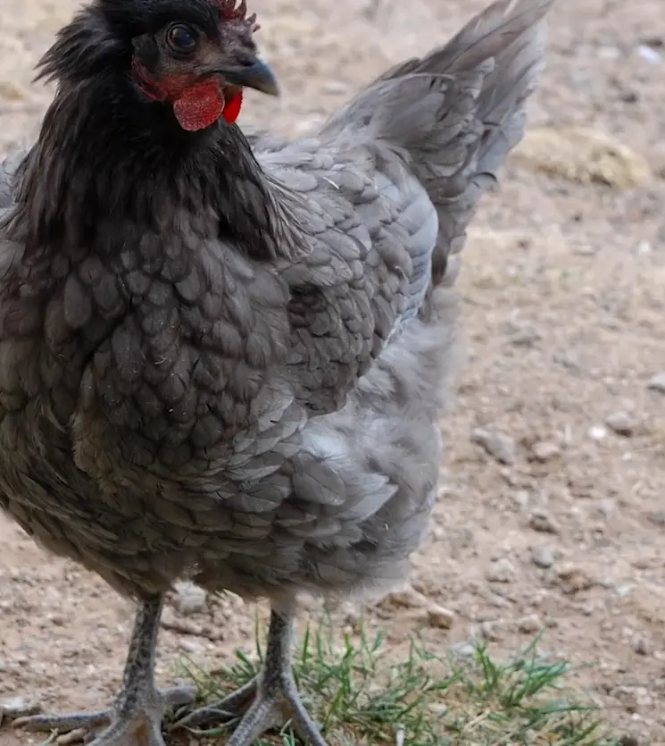 Rhode Island Blue Origin and History