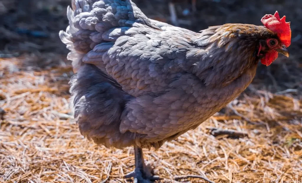 Breeding and Raising Rhode Island Blue Chicks