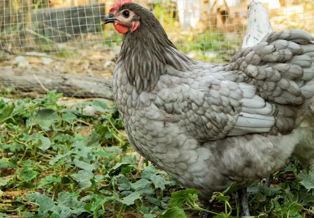 Feeding and Nutrition