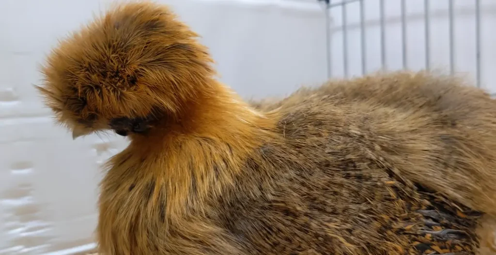 Partridge Silkie Chicken Appearance and Standards