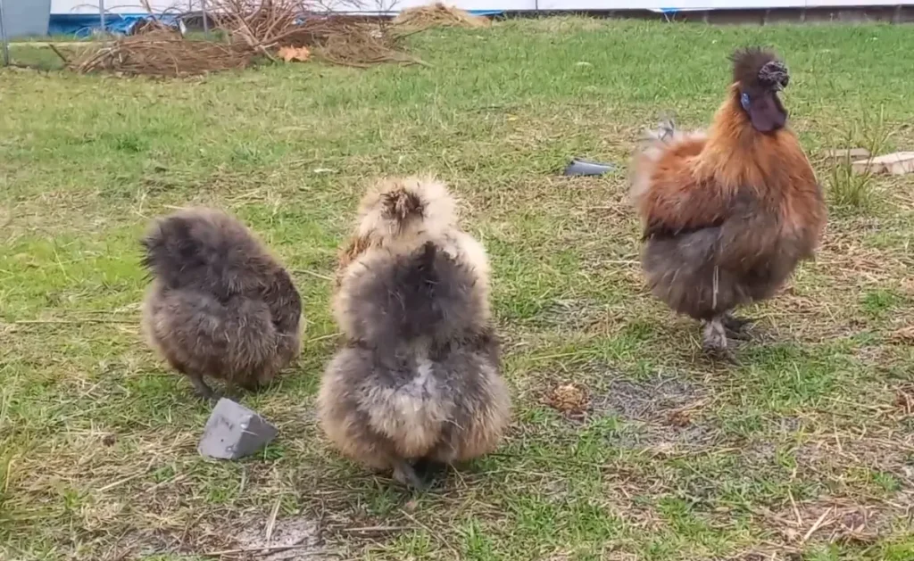 Partridge Silkie Chicken Temperament and Personality