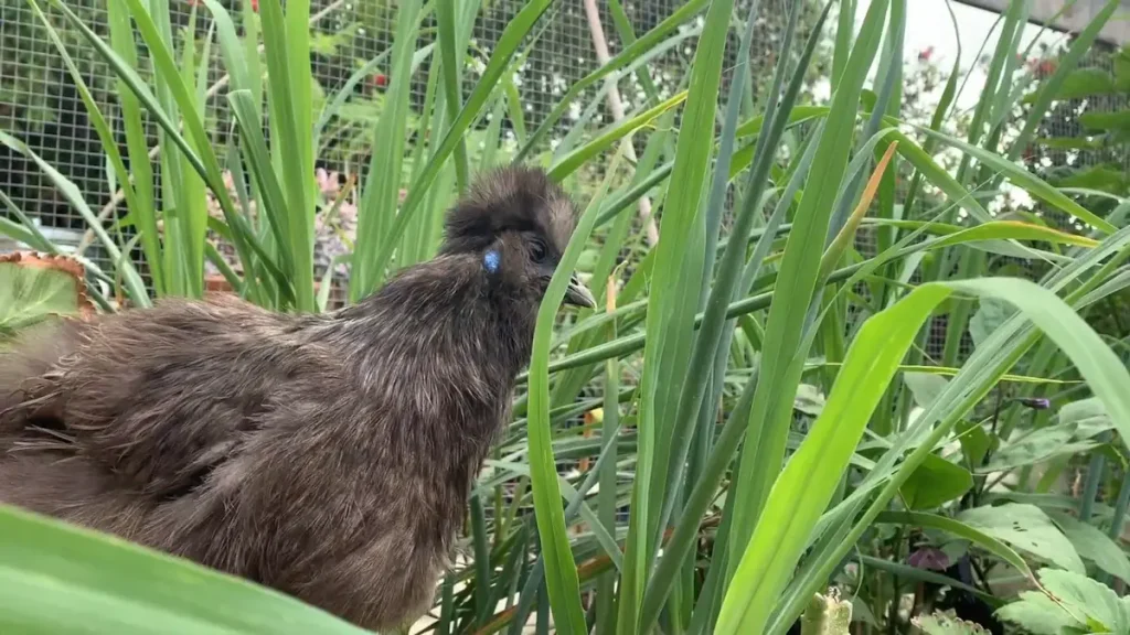Breeding Partridge Silkies