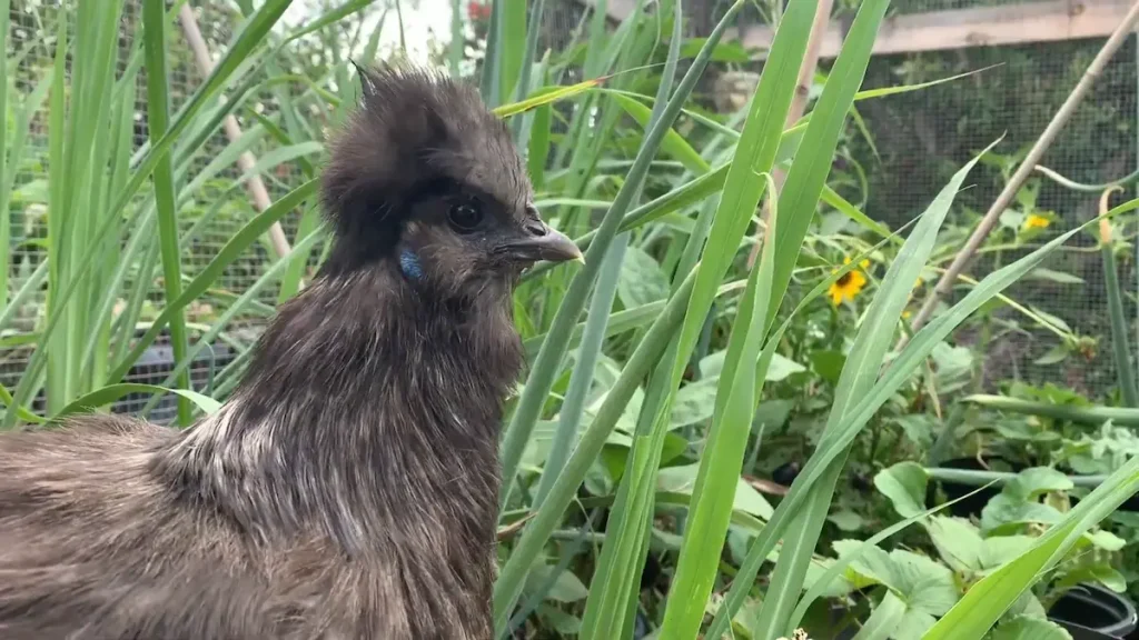 Origin and Appearance of the Silkie Chicken