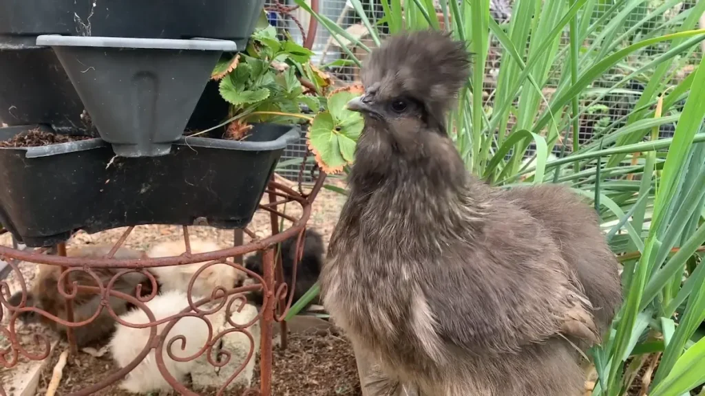 Partridge Feathering