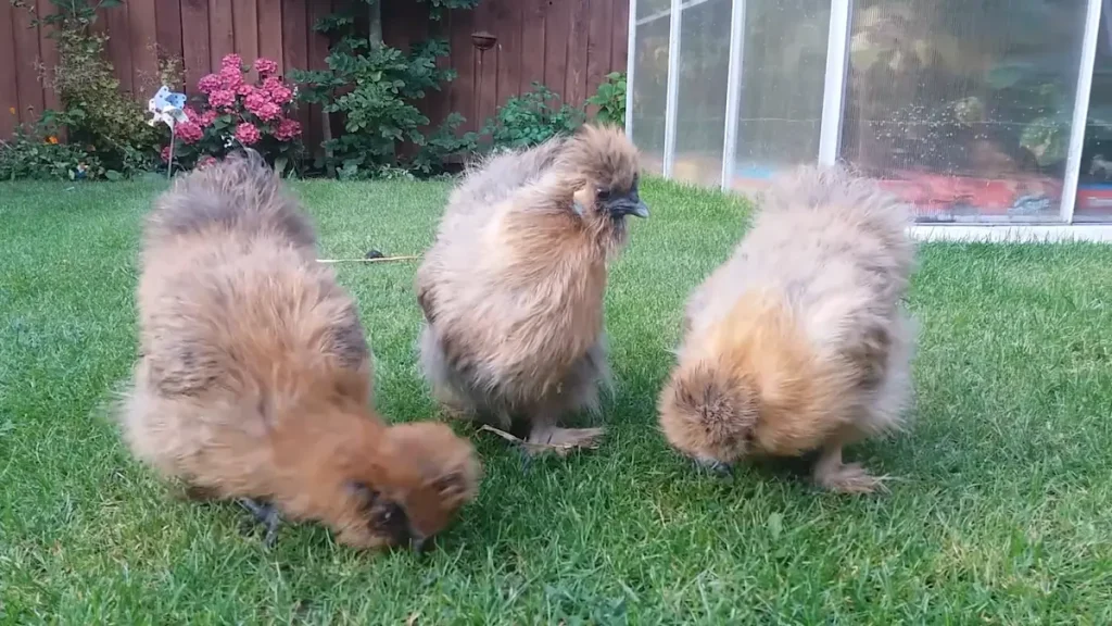 Partridge Silkie Chicks Change Color as They Mature