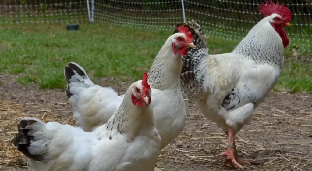 History and Origin of Columbian Rock Cross