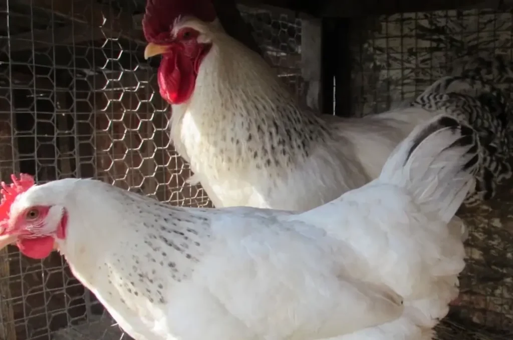 Why Cross Columbian Rock Chickens