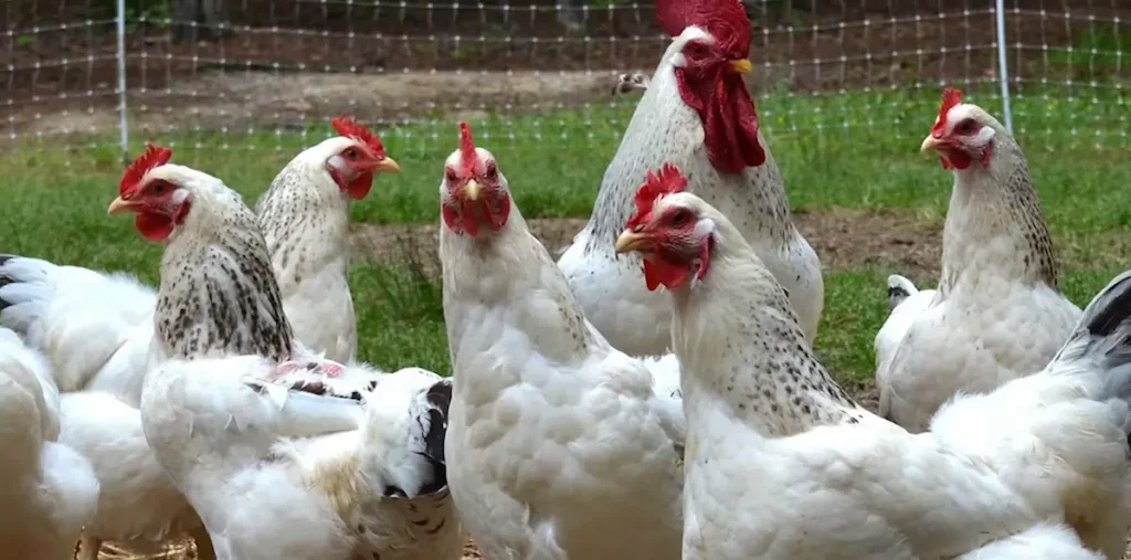 Columbian Rock Cross Chickens Dominate Farms