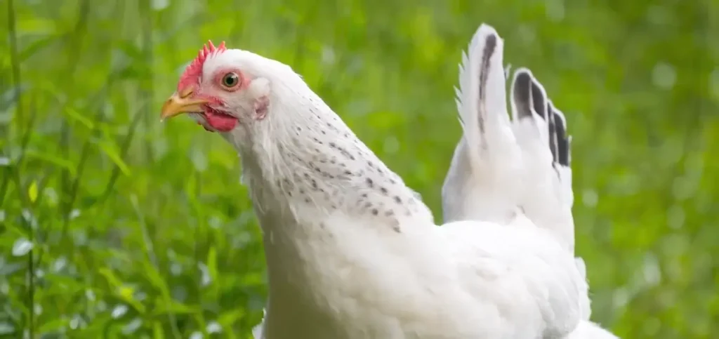Where to Find Columbian Rock Cross Chickens for Sale