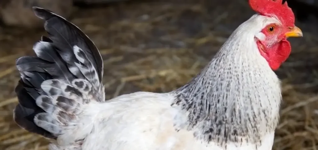 Quick Overview of the Columbian Rock Cross