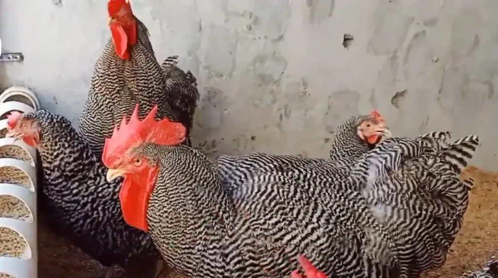 Popularity and Use of Plymouth Rock Chickens