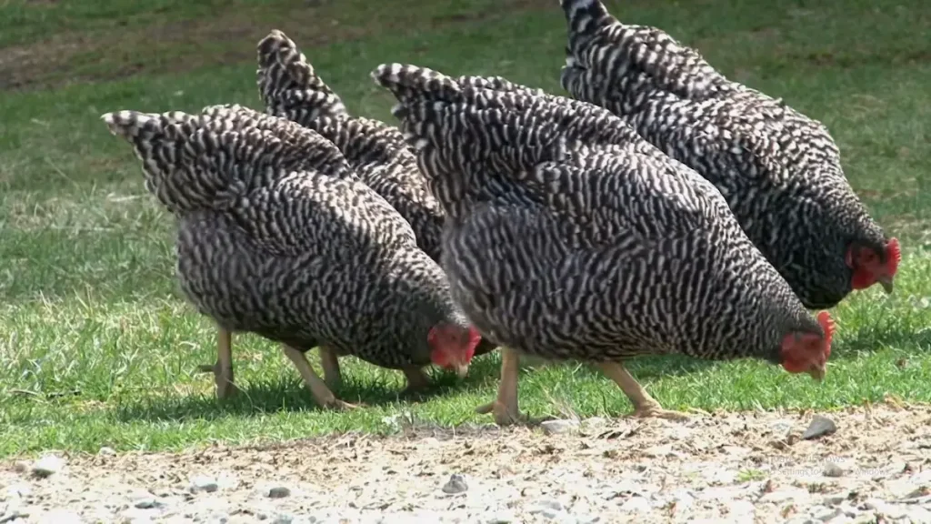 Characteristics of the Plymouth Rock Chicken