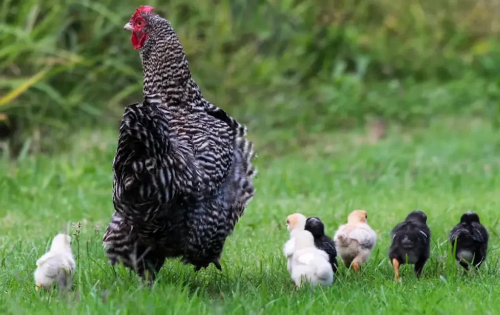 The Origin of Plymouth Rock Chickens