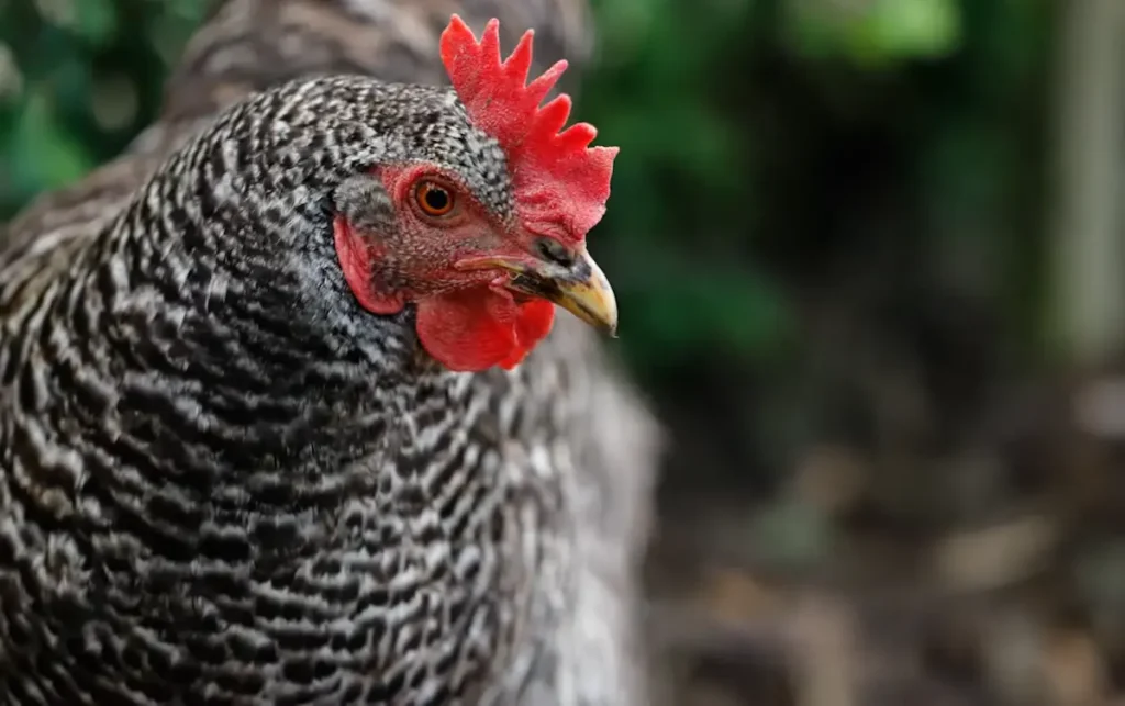 Considerations Before Raising Plymouth Rock Chickens
