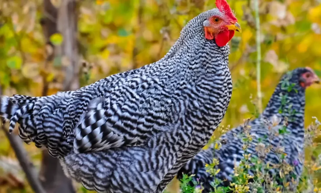 Everything You Should Know About Plymouth Rock Chicken