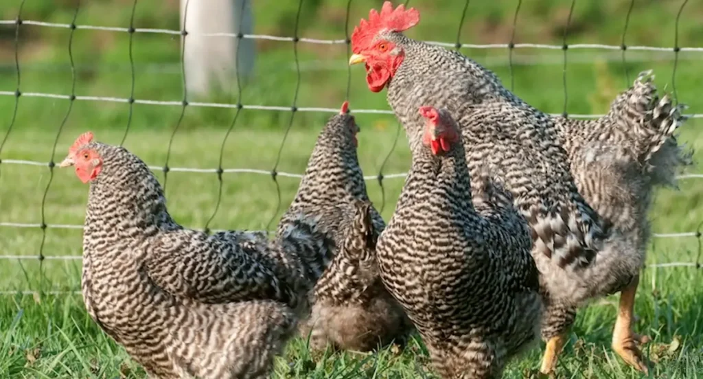 Plymouth Rock Chicken Temperament and Behavior