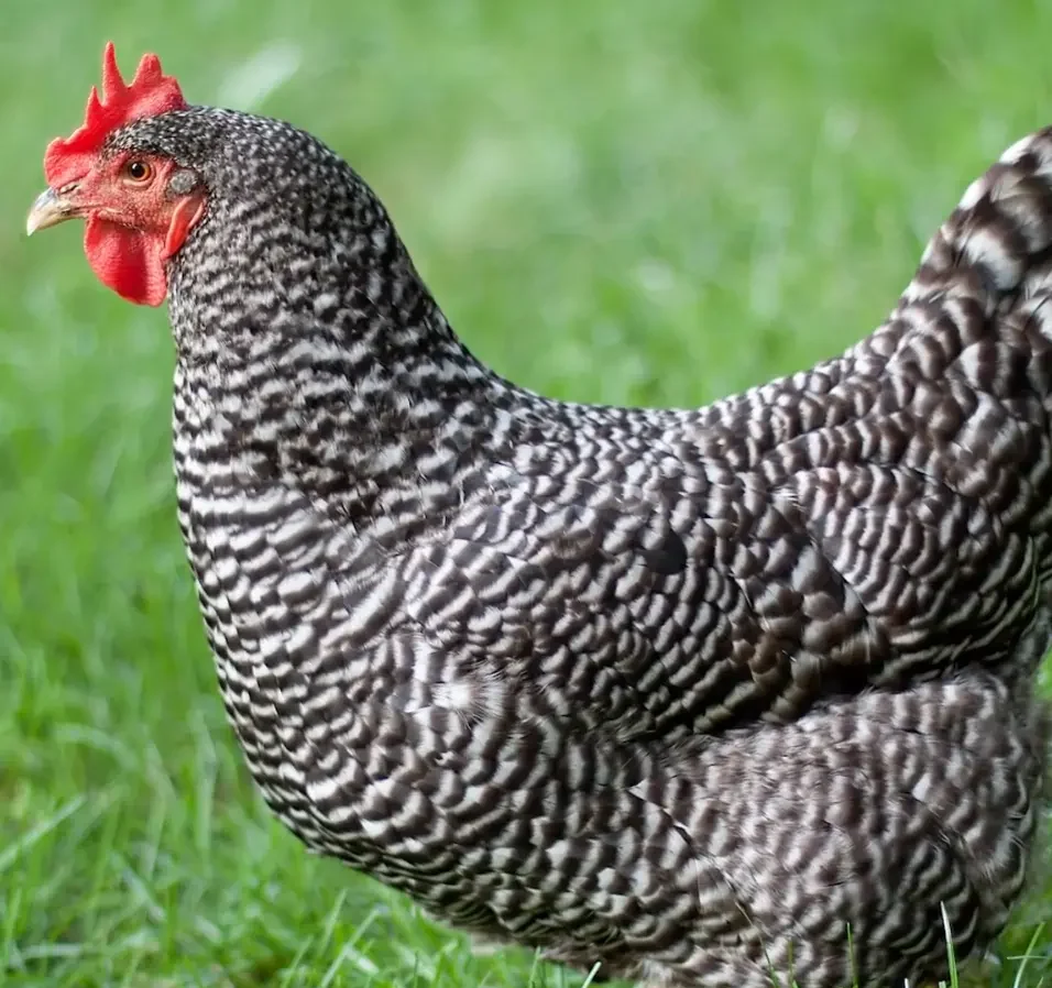 Plymouth Rock Broodiness (Are They Natural Mothers or Not?)