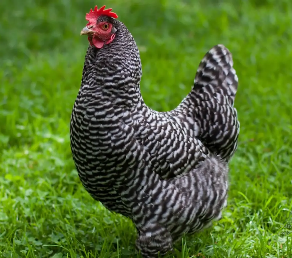 Plymouth Rock chicken facts