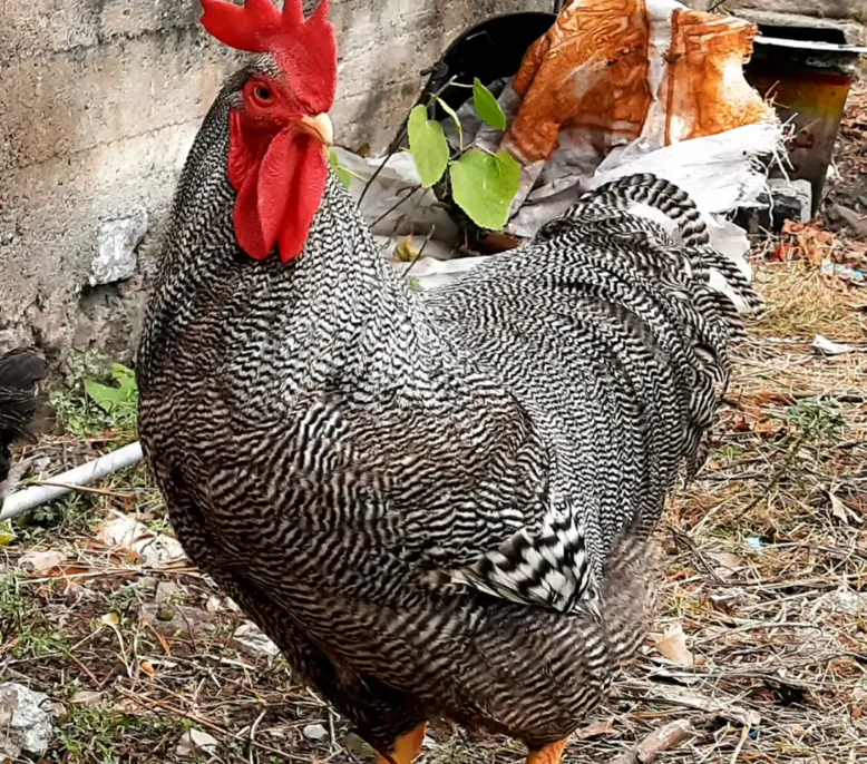 Health and Life Expectancy of Plymouth Rock Chickens