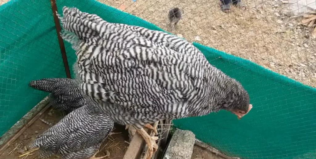 Size and Egg Production of Plymouth Rock Chicken