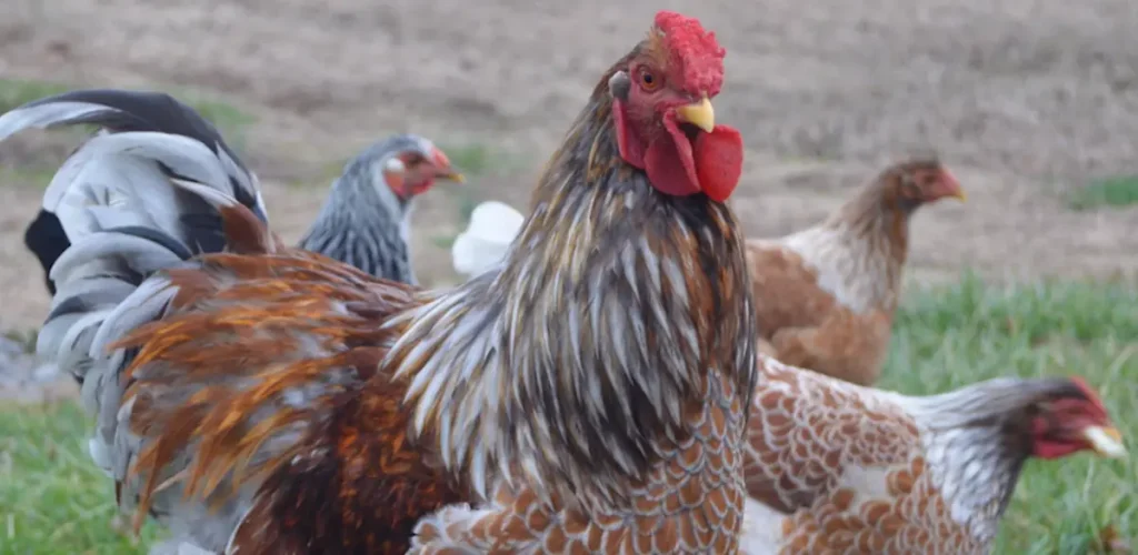 Wyandotte Breed Purpose