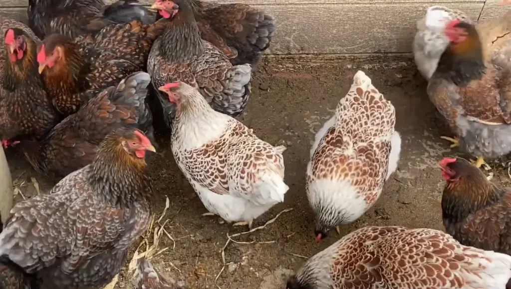 Physical Characteristics of Blue Laced Red Wyandottes