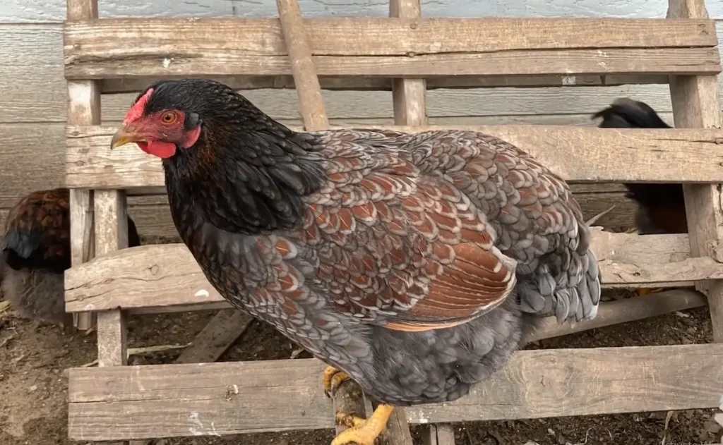 Blue Laced Red Wyandotte Are Flocking Favorites