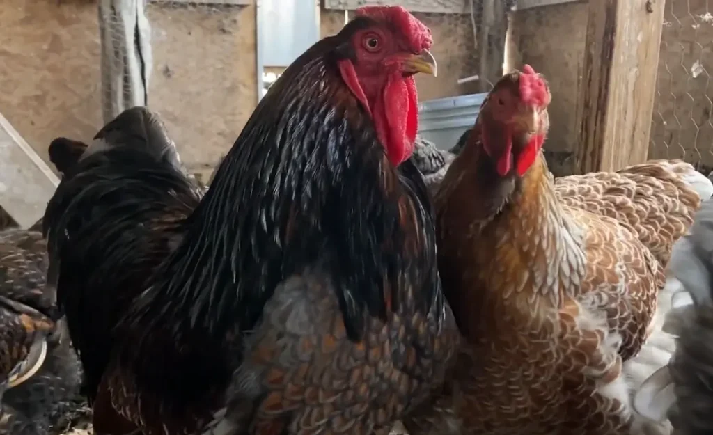 Origin and History of Blue Laced Red Wyandottes