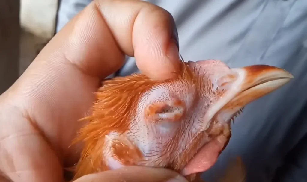 Treat Coryza in Chickens Naturally