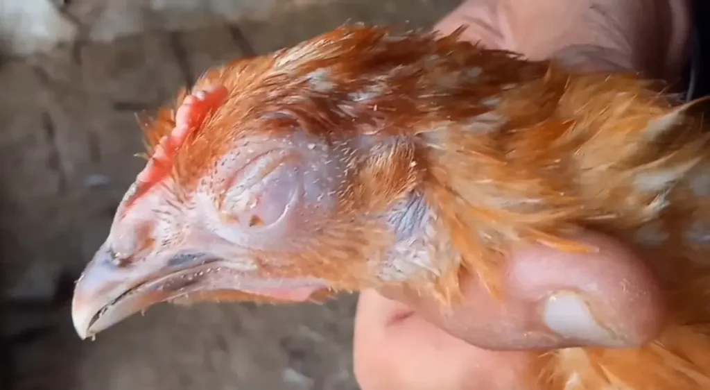 What is Infectious Coryza in Chickens