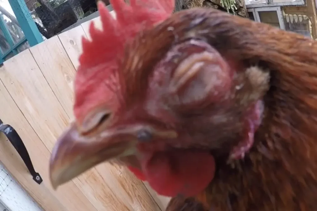 How Coryza is Spread Among Chickens