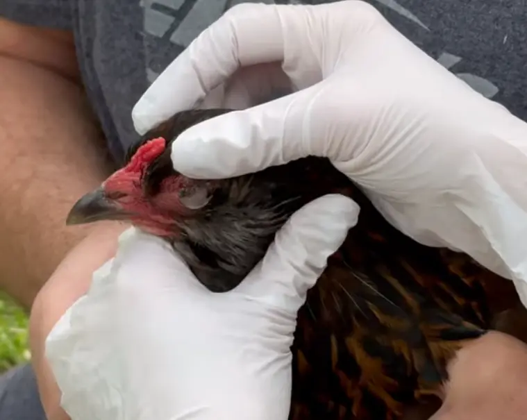 Symptoms of Infectious Coryza in Chickens