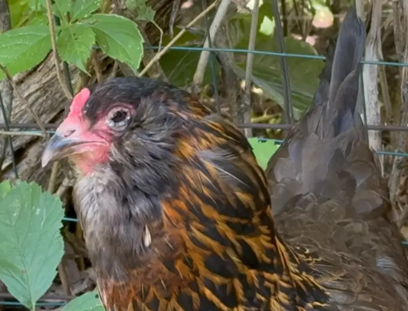 Preventing Coryza in Your Flock