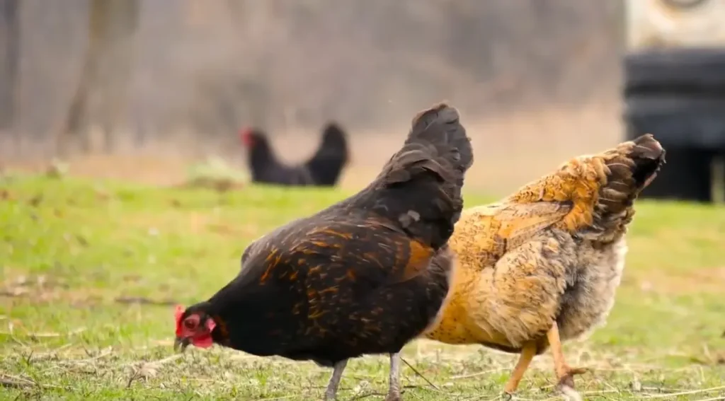  Coccidiosis Affect Your Chickens