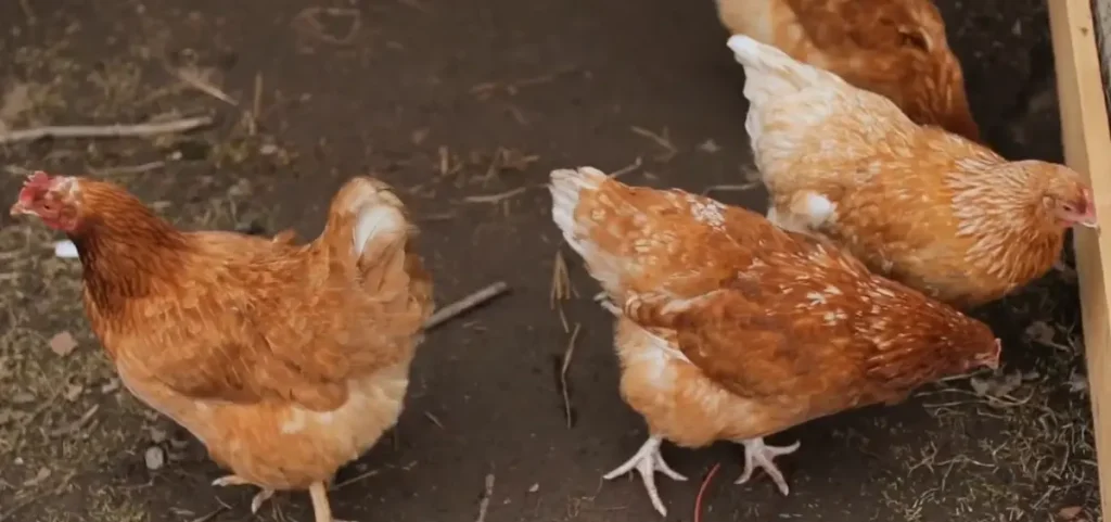 Causes Coccidiosis in Chickens