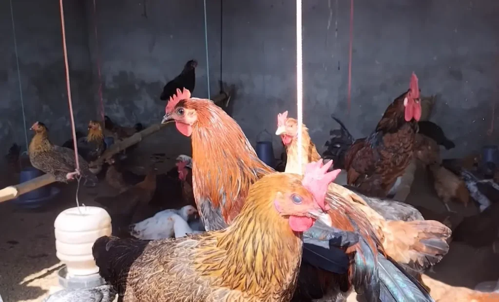 Understanding Coccidiosis in Chickens: Poop, Symptoms, and Care