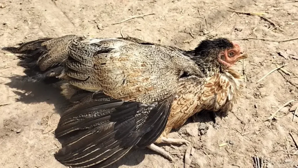 Prevention and Control of Coccidiosis in Chickens