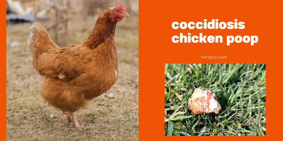 coccidiosis chicken poop