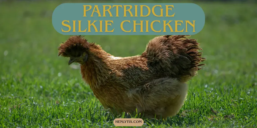 Partridge Silkie Chicken