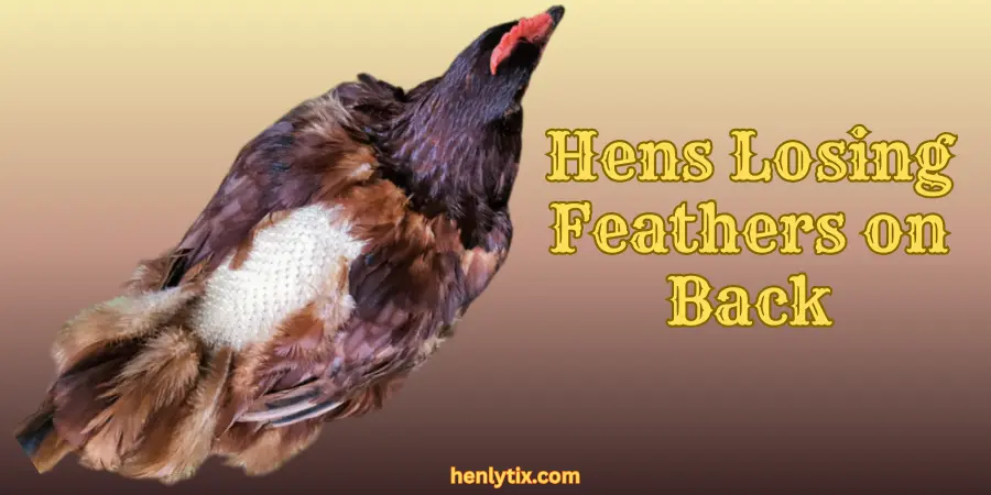 Hens Losing Feathers on Back