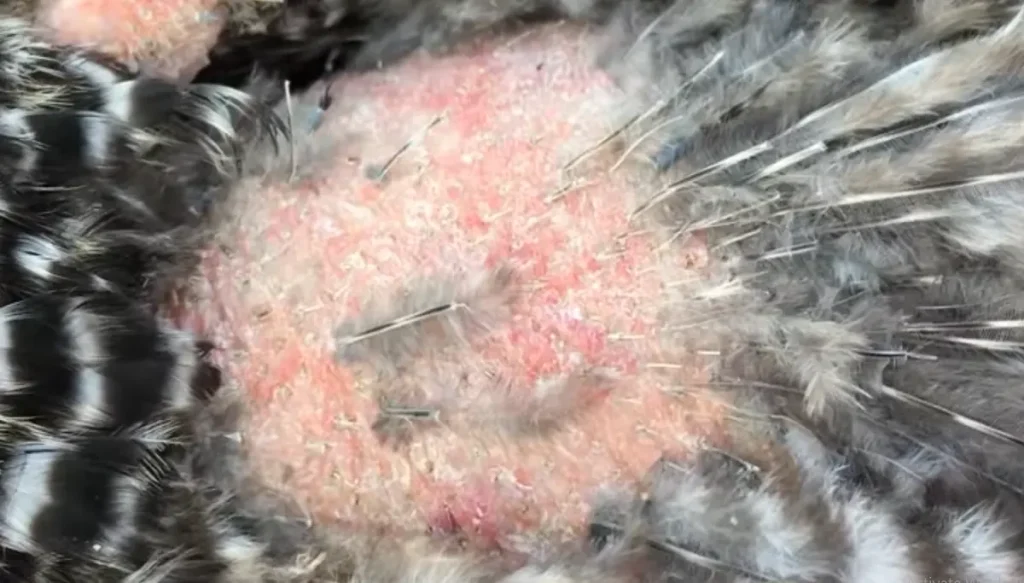 Causes of Feather Loss in Hens