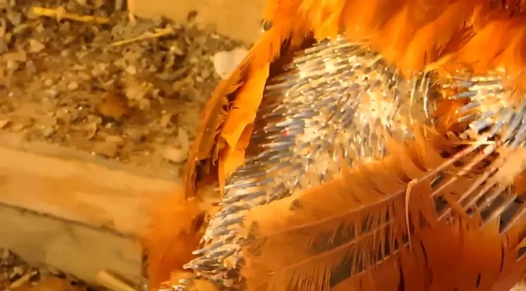 Feather loss in chickens