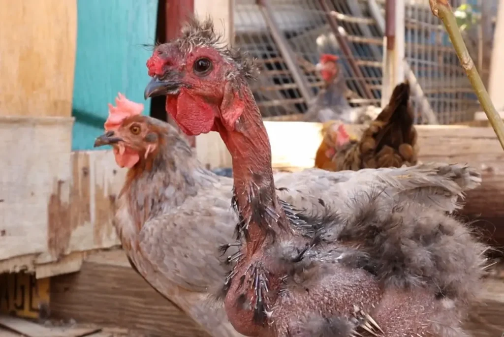 Feather Growth After Loss
